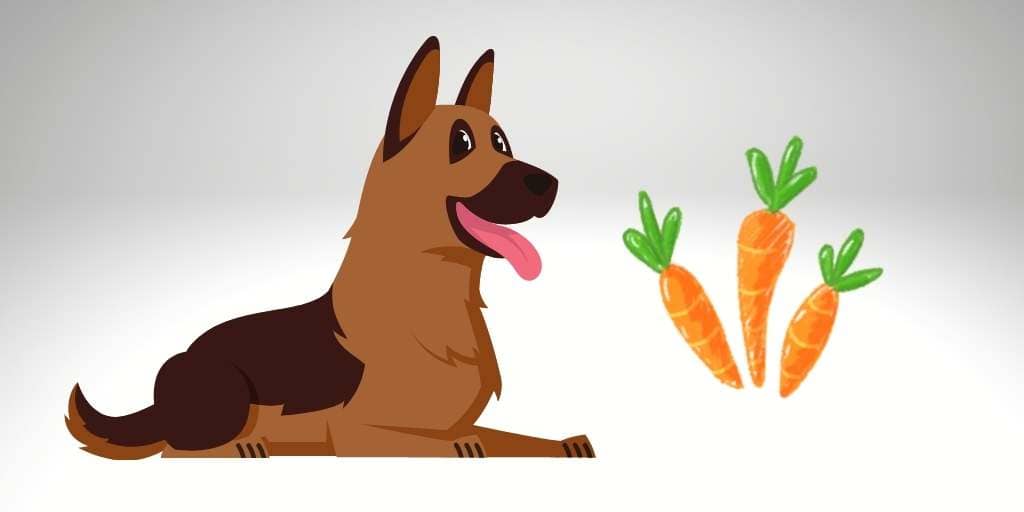 can-german-shepherds-eat-carrots-safe-or-not