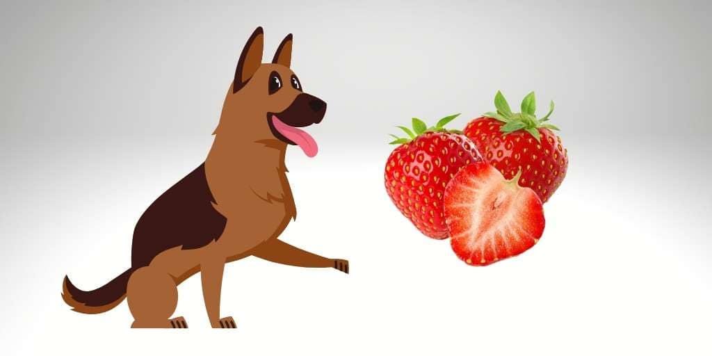 Can German Shepherd Eat strawberry? 5 Benefits, Side effects