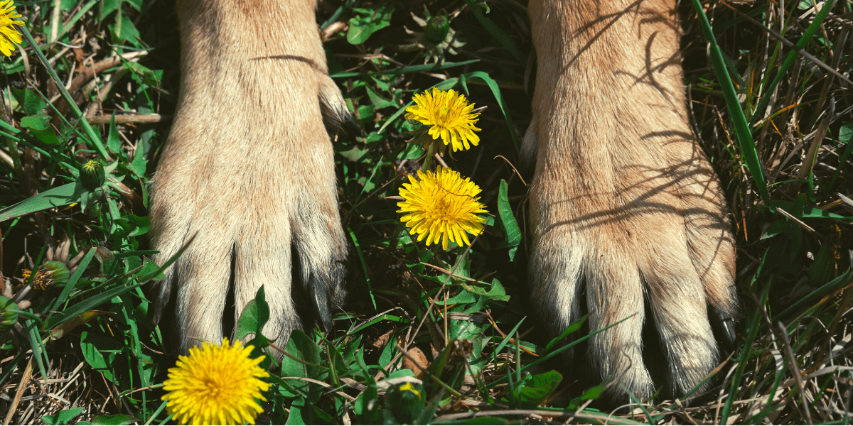 Do german shepherds have webbed feet Is This Normal?