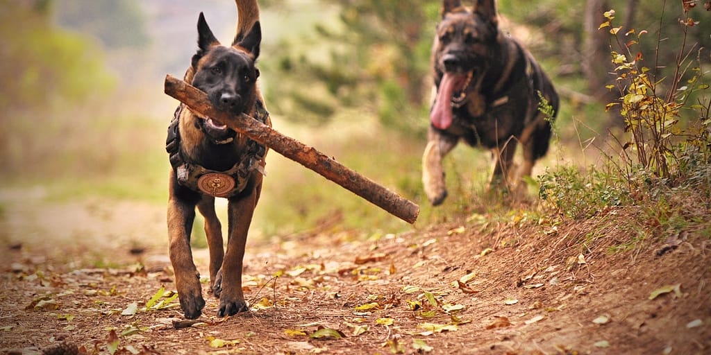 How much exercise does a german shepherd need complete guide